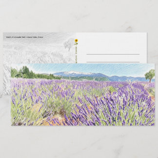 Boceto del campo de lavanda - Tarjeta postal