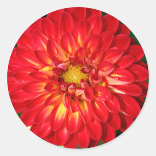 Boda De Dahlia Y Pegatina Del Sello para sobres De