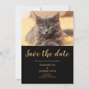 Boda De Gato Foto Plano Guardar La Tarjeta De Fech
