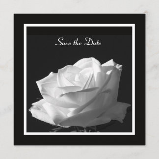 Boda de rosa blanca Guardar la invitación de fecha