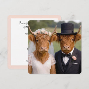 Boda de vacas Scottish Highland