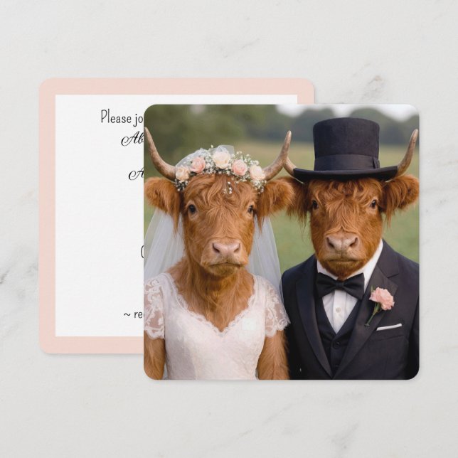 Boda de vacas Scottish Highland (Anverso / Reverso)
