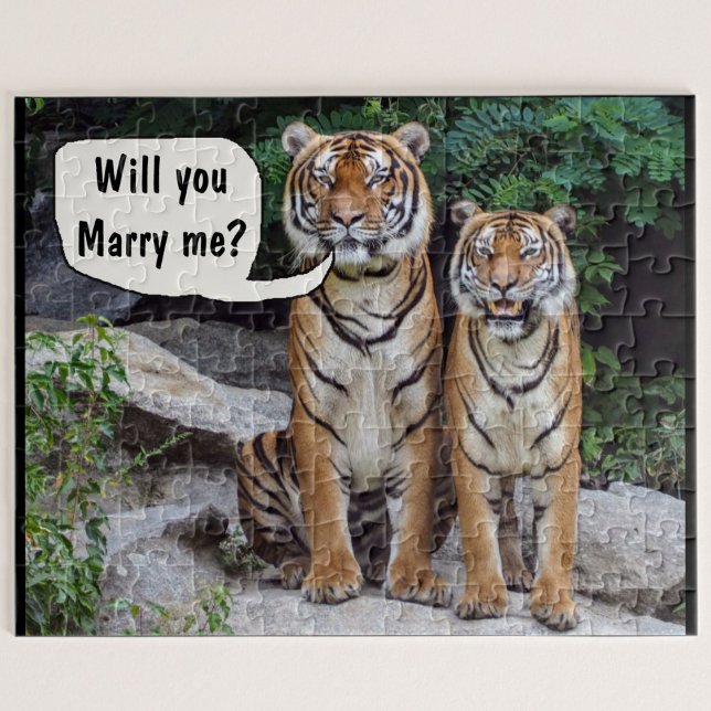 Boda del gato de tigres de rompecabezas de propues (Tiger proposal
)