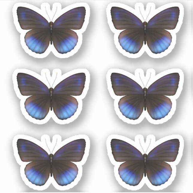 Boda del paquete de Pegatinas de mariposa azul y n (Anverso)