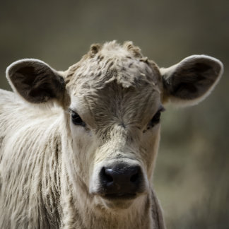 Body Para Bebé Perfect fit for after that perfect filling feeding