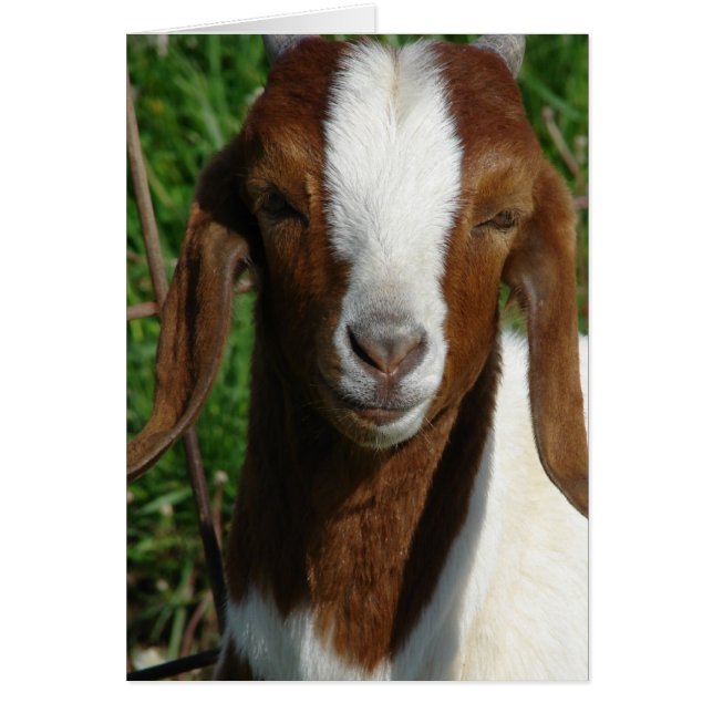 Boer Goat (Frente)