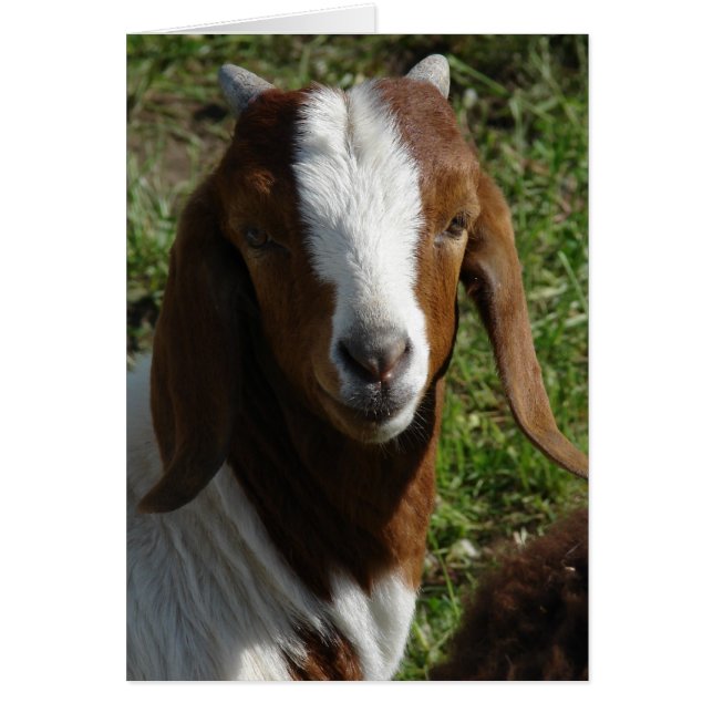 Boer Goat (Frente)