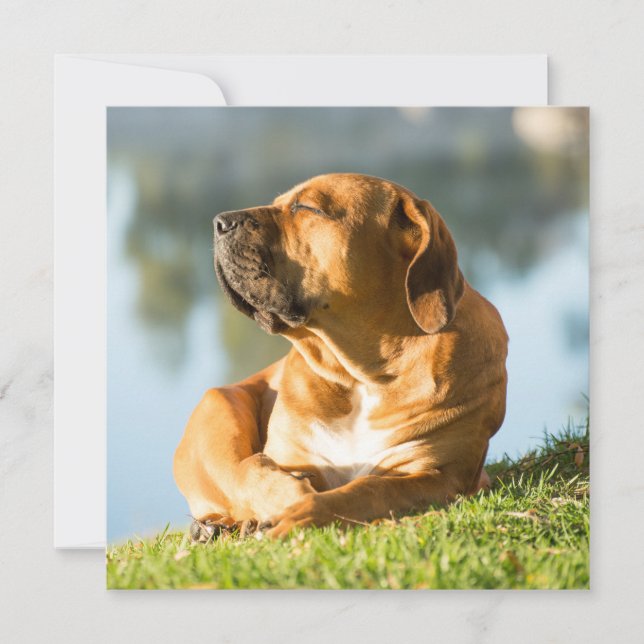 Boerboel (Anverso)