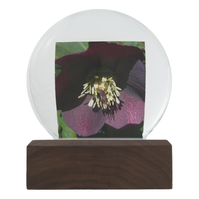 Bola De Cristal Con Nieve Purple Lenten Rose Easter Flower (Anverso)