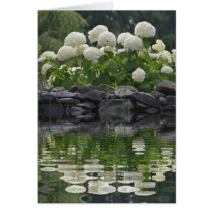 Bola de nieve Bush Hydrangea