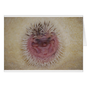 Bola del erizo del bebé