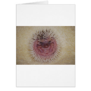 Bola del erizo del bebé