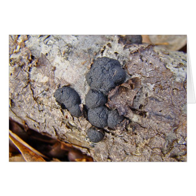 Bolas de carbono (Daldinia concénica) (Anverso (Horizontal))