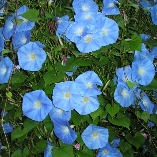 Bolígrafo Glorias de la mañana (Subido por el creador)