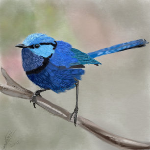 Bolsa de aleta de Fairy Wren