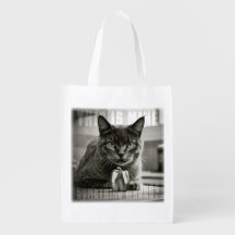 cat and green pepper