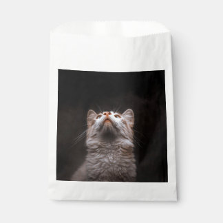 Bolsa De Papel Gato Esponjoso Adorable Mirando Arriba Fondo Negro