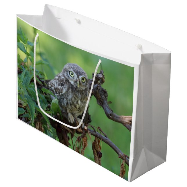 Bolsa De Regalo Grande Athene noctua (Angulo Anverso)