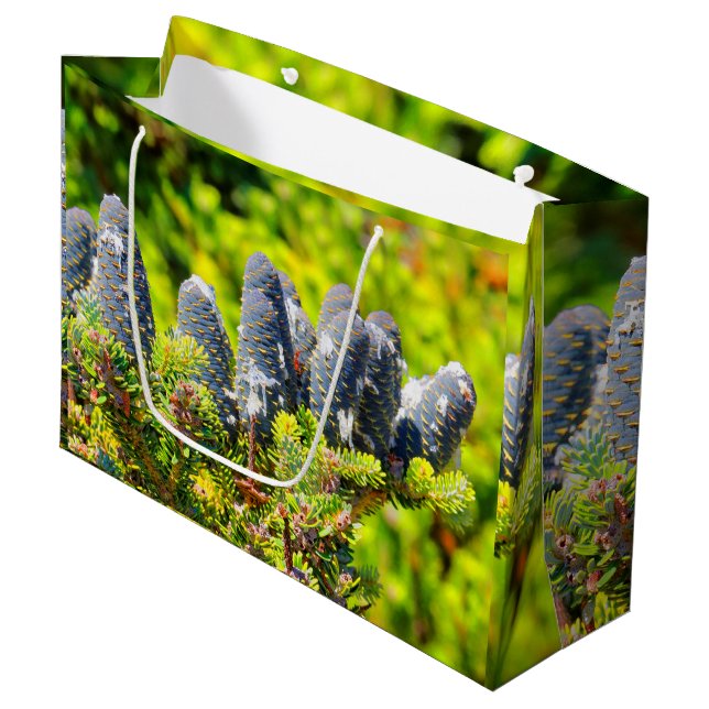 Bolsa De Regalo Grande Big Blue Coreano Fir Cones (Angulo Anverso)