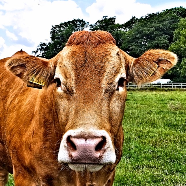 BOLSA DE REGALO GRANDE CUADRAR VACA (A photographic design of a cute cow.)