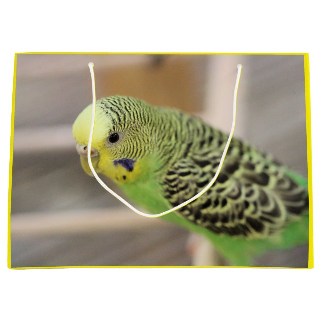 Bolsa De Regalo Grande Kiwi (Anverso)