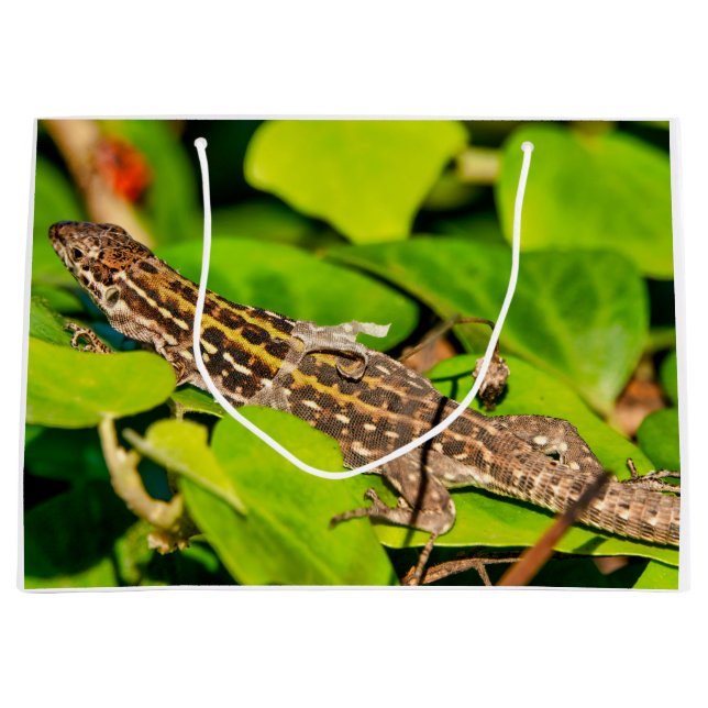 Bolsa De Regalo Grande Lechuga (Anverso)