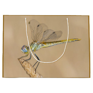 Bolsa De Regalo Grande Libélula Skimmer Insecto Hembra (CC BY 4.0) Grande