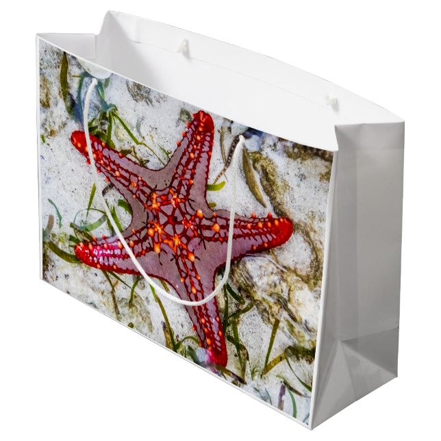 Bolsa De Regalo Grande Starfish, Zanzíbar, Tanzania (Angulo reverso)
