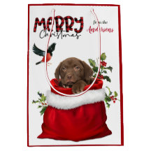 Chocolate Labrador recuperador de cachorros Navida
