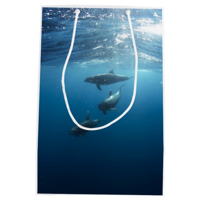 Bolsa De Regalo Mediana Familia del delfín (Reverso)