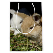 Pequeños conejitos esponjosos