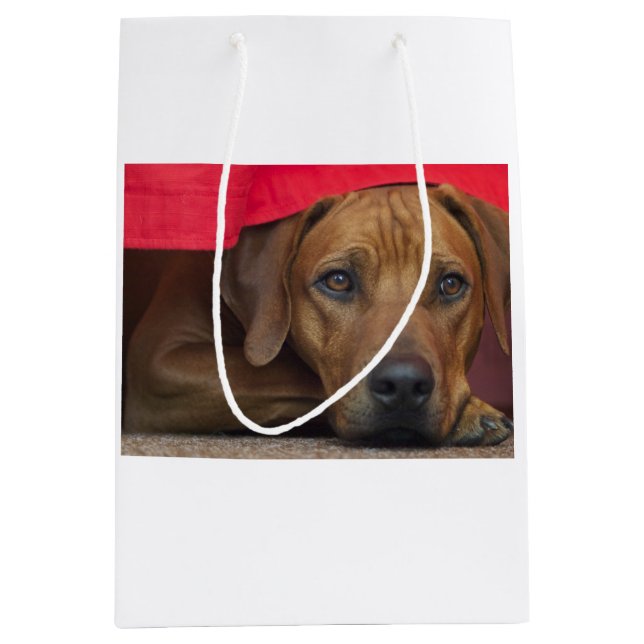 Bolsa De Regalo Mediana rhodesian-ridgeback (Anverso)