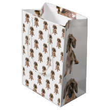 Yorkshire Terrier Dog Brown Mascota Moderno Cute d