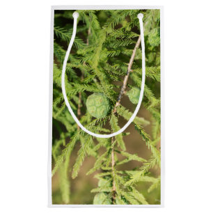 Bolsa De Regalo Pequeña Cono de Semilla de Cypress calvo