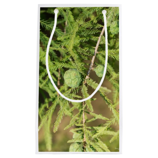 Bolsa De Regalo Pequeña Cono de Semilla de Cypress calvo (Anverso)