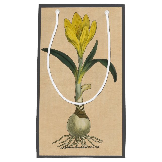 Bolsa De Regalo Pequeña Flor Jardín Botánico Amaryllis Tulip (Anverso)