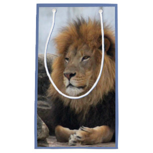 Bolsa De Regalo Pequeña Foto de León de Vida Silvestre