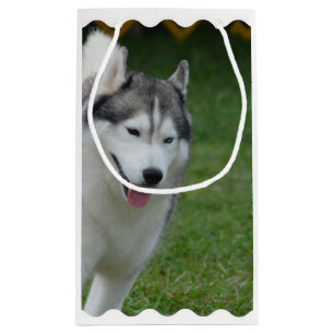 Bolsa De Regalo Pequeña Husky siberiano lindo