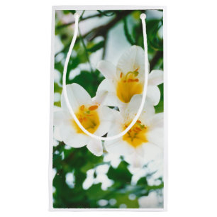 Bolsa De Regalo Pequeña Lirios Blancos - Flor de lirio Lilium candidum 