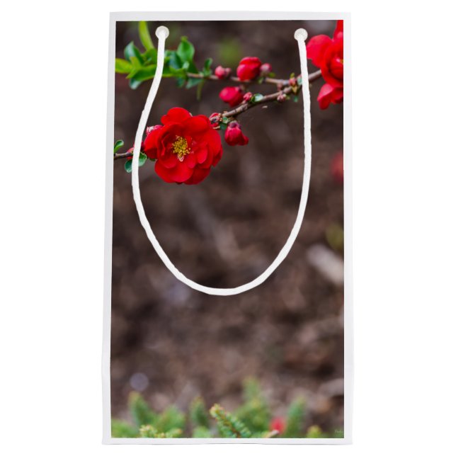 Bolsa De Regalo Pequeña Parte superior del cartón (Anverso)