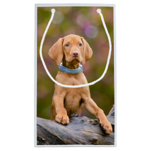 Bolsa De Regalo Pequeña Perro húngaro de Vizsla, de pura raza, foto de una