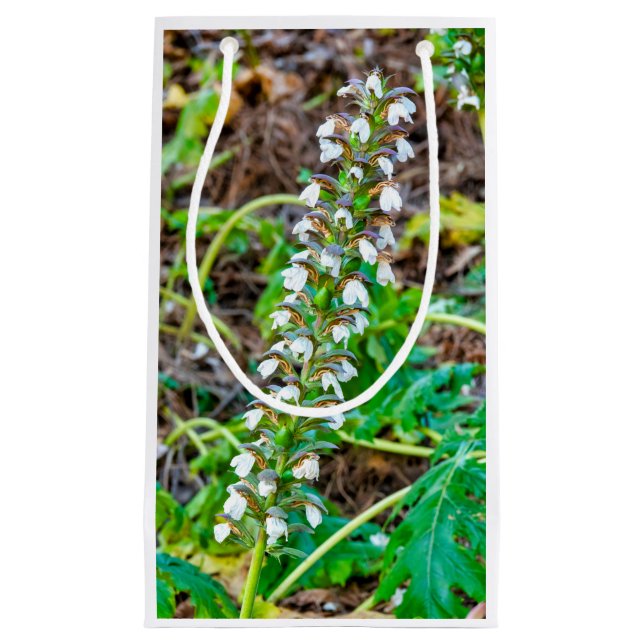 Bolsa De Regalo Pequeña Respiraciones del oso (Anverso)