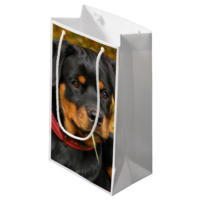 Bolsa De Regalo Pequeña Rottweiler Pup En El Suelo En El Bosque (Angulo Anverso)