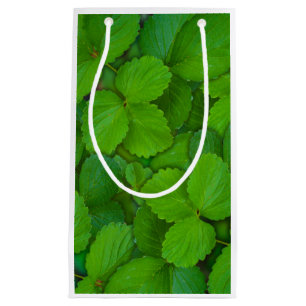Bolsa De Regalo Pequeña Sacro Basil Hojas de la Moneda Verde de Tulsi