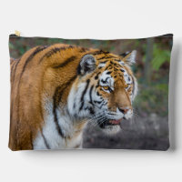 Amur tiger