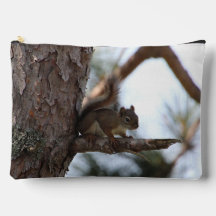 Squirrel in a Pine Tree