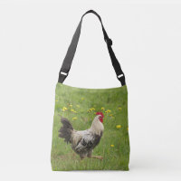 pollo, gallo, animal, ave, granja, agricultura,