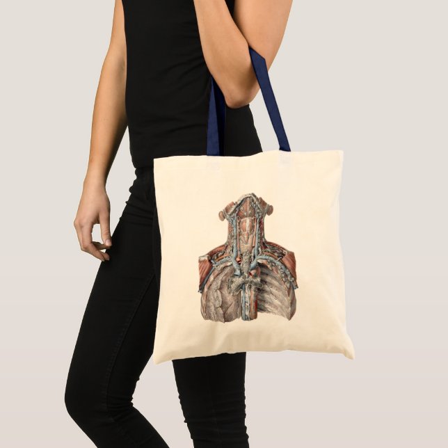 Bolso De Tela Anatomía Humana Antigua Garganta, Cuello, Pecho, C (Anverso (producto))