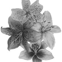 arte contemporáneo floral blanco y negro