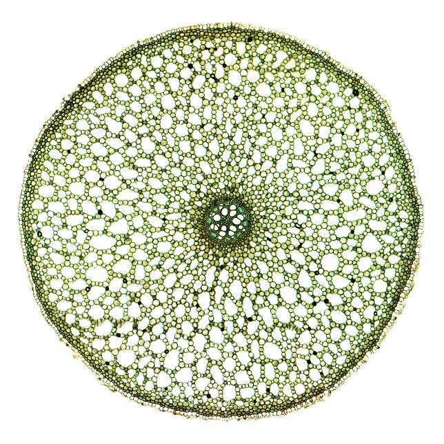 Bolso De Tela Bandera dulce (Raíz de ácoro) (Subido por el creador)